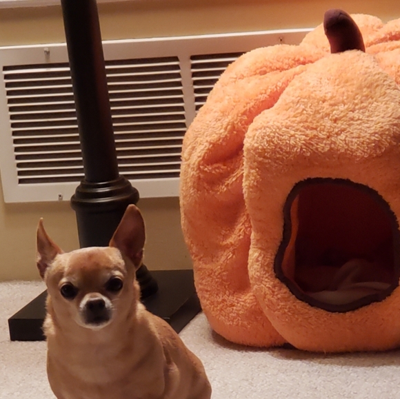 Pumpkin Pet Bed🐱🐈 🐶🐕 Featured Host Pick!!! 🐶🐕🐈🐱 - Picture 5 of 5